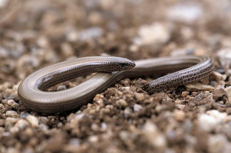 Ophiomorus punctatissimus